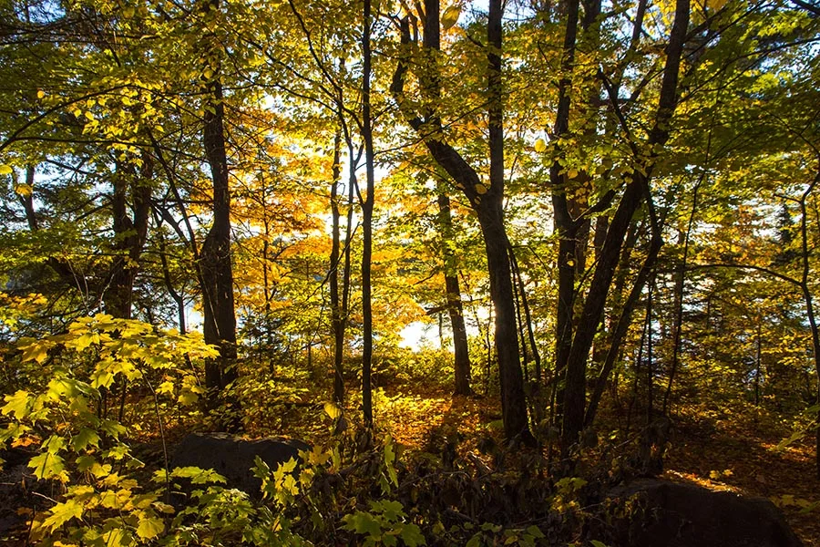 Canadian Autumn Getaway Photos Capture Lakes, Woodland Paths and Fall Colour
