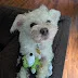 Franken-Snoopy 2025 Review: Peanuts Halloween Toy Squeaks and Crinkles